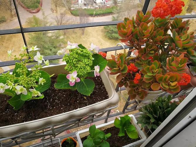 种花种草又一年,2018年阳台种植全记录