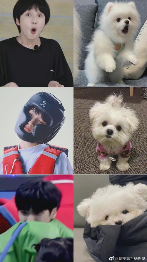 严浩翔有多像狗勾