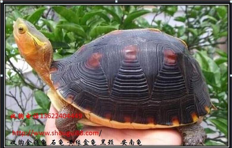 黄缘闭壳龟成了中国龟王