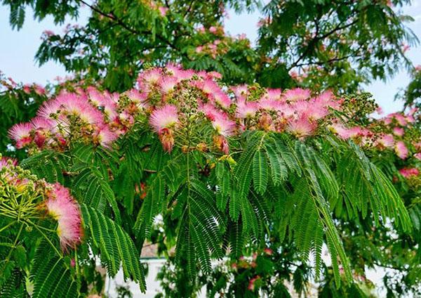 合欢树市场前景