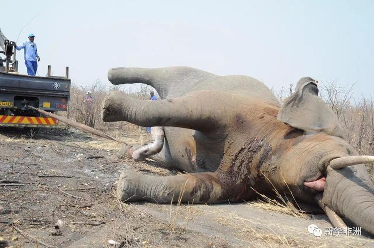 震惊!博茨瓦纳9头大象触电死亡