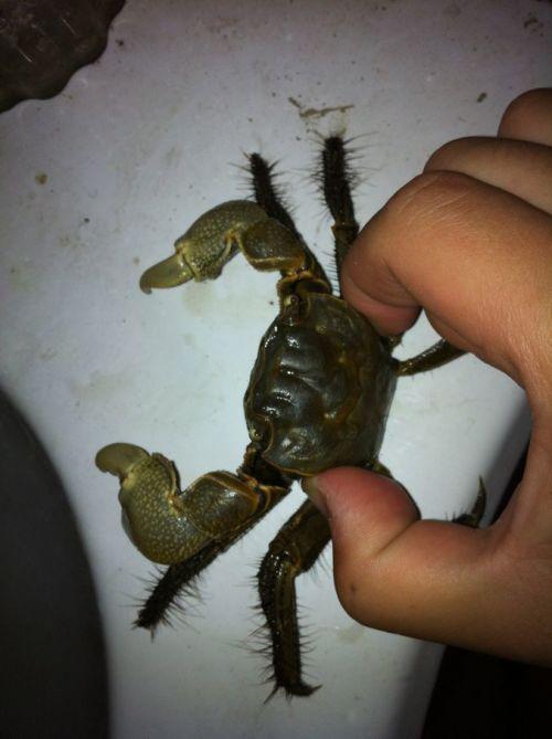 这是什么品种的螃蟹 有没有毒