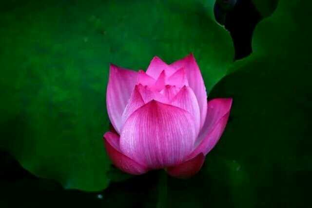 愿做菩萨那朵莲