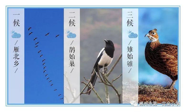 我国古代将小寒分为三候:"一候雁北乡;二候鹊始巢;三候雉始雊".
