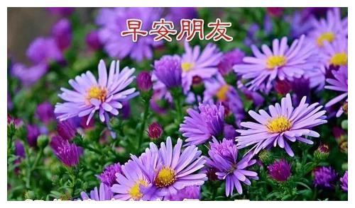好看的早上好表情图片唯美带字,最新的清晨早安祝福语