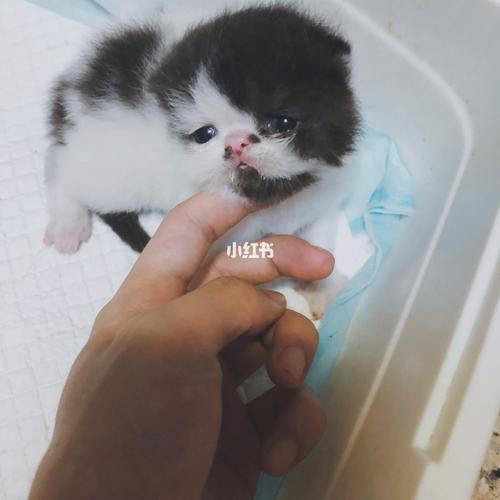 加菲宝宝#加菲猫#异国短毛猫