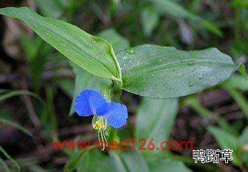 鸭跖草(竹叶菜,竹节菜)功能主治/化学成分