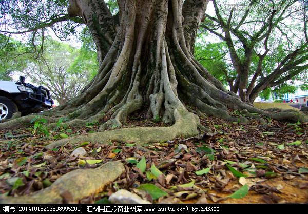 [正版商业] 树根