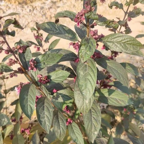 背景 壁纸 绿色 绿叶 树叶 植物 桌面 960_960