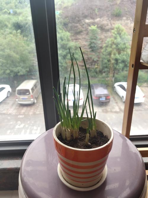 小葱生长记录表