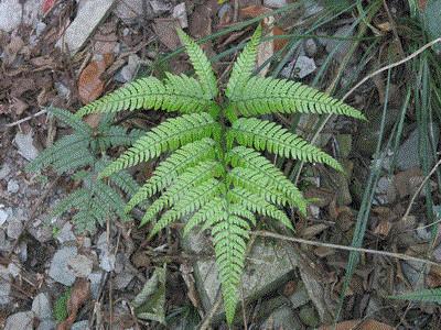 根状茎短而直立或斜升,具簇生叶,或横走具散生或近生叶,连同叶柄(至少