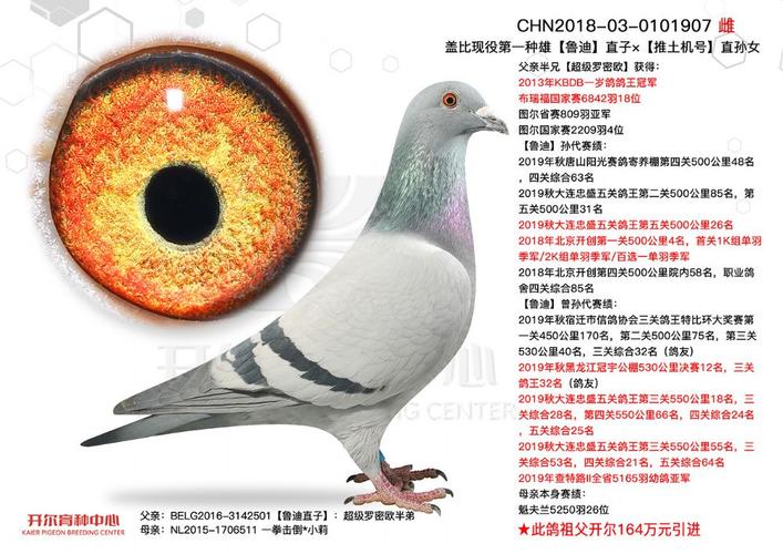 唐山开尔鸽业 - 中信网铭鸽展厅 www.ag188.com