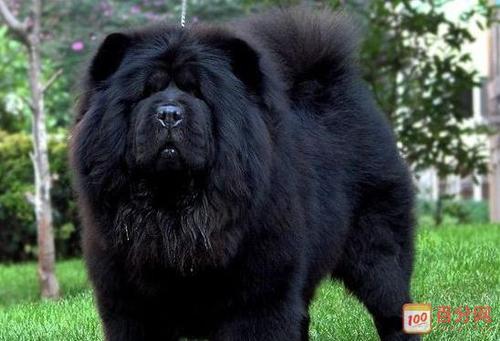 黑松狮犬的高清图片有哪些