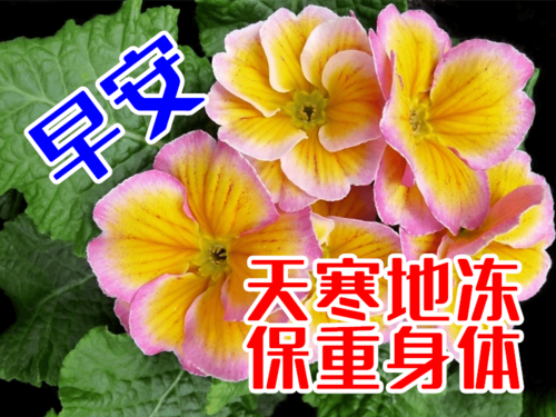 最新老同学早上好表情包,愿同学情谊长长久久,朋友好运久久!