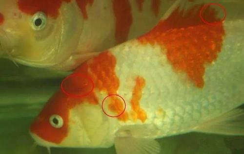 实战锦鲤白点病经验——附各过程30倍超清照片