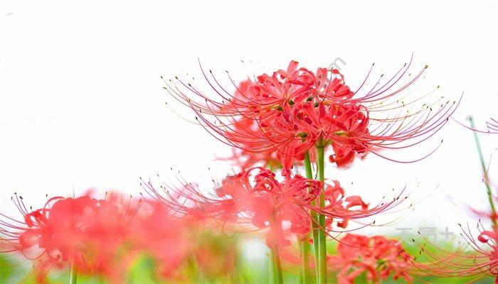 彼岸花花语 彼岸花的花语是什么