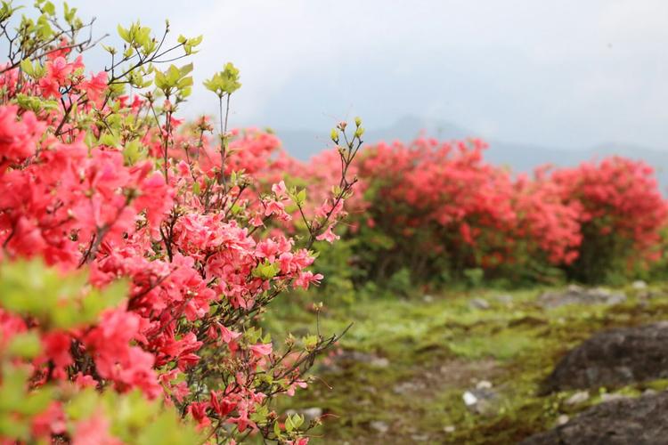 大雷山之行～杜鹃篇