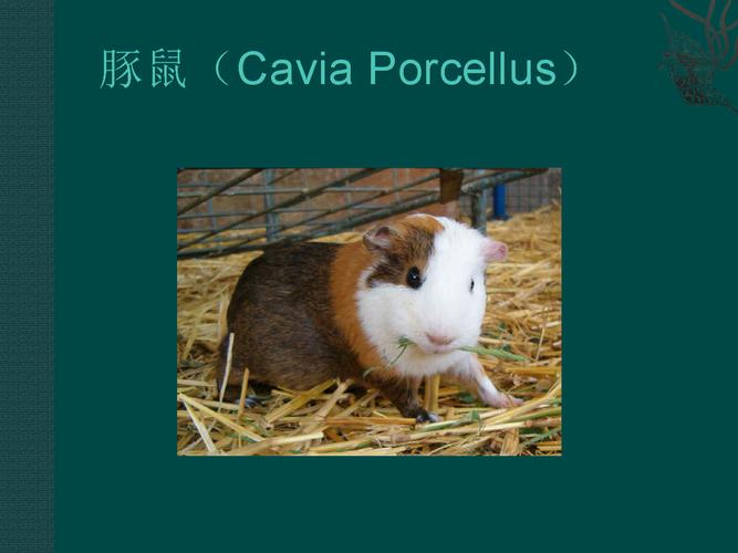 医学实验动物学豚鼠.ppt