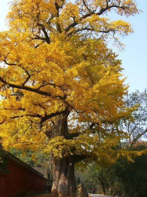 玉泉寺这棵千年银杏满树黄金简直美爆了
