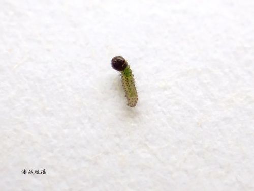 足不全)         出土不久的成虫   03               卵(底部扁平)