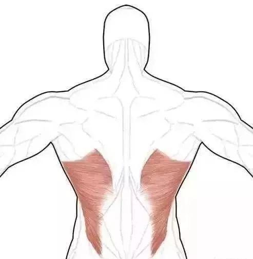 背部训练动作集合全面训练背部肌肉