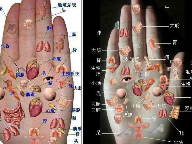 最新手部全息诊疗图合集