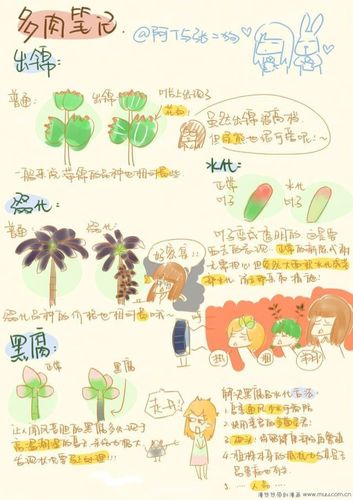 多肉笔记