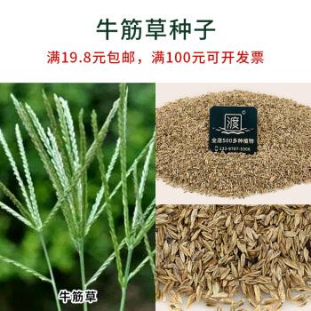 歌传20种播娘蒿小蓟灰藜地肤子反枝苋苘麻田旋花马齿苋籽牛筋草种子