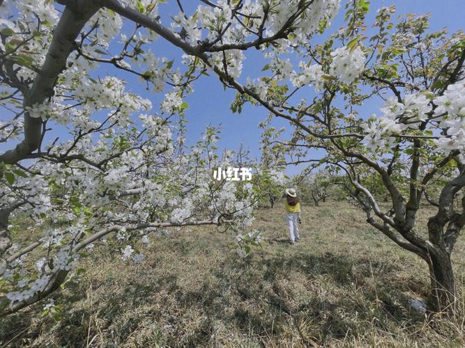 98坐标:西山区团结乡龙潭千亩梨园