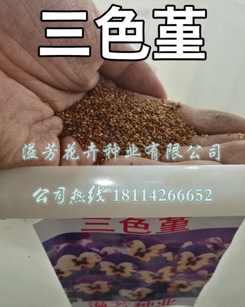 三色堇种子花海专用花草籽别名猫儿脸蝴蝶花人面耐寒花卉种子