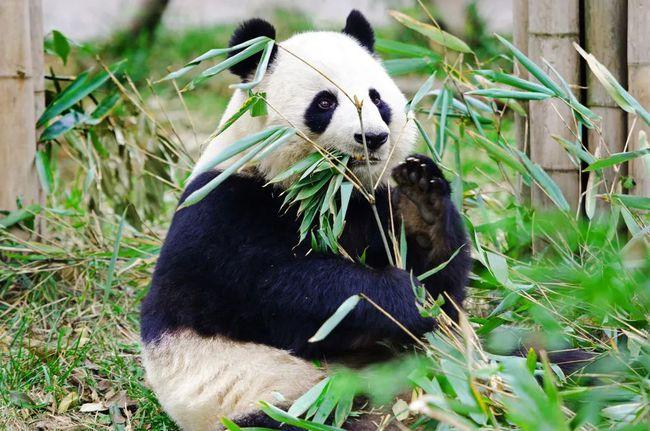 大熊猫在野外的活动水平很低,这一特点在动物园我们也能看得出来,大