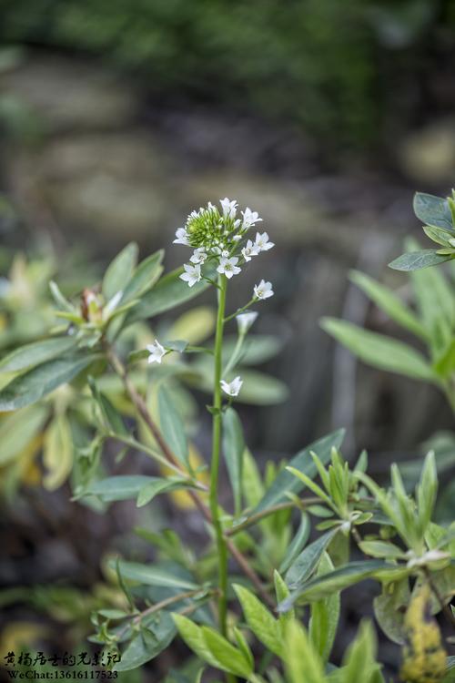 植物记泽珍珠菜
