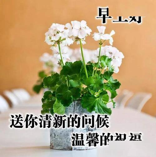 周一早上好我的问候早早陪伴你祝福每天好心情早安