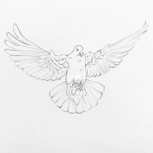 如何画一只鸽子_798艺术中心攻略_艺术中心_绘画_线稿