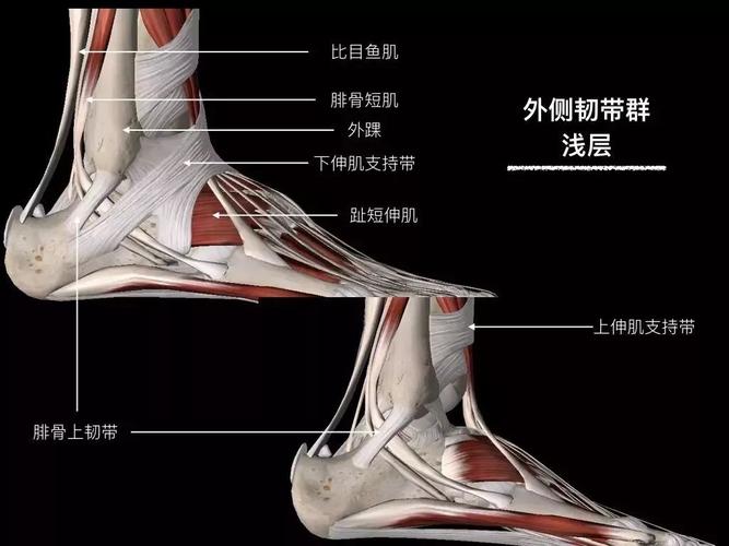 高清图解 | 踝关节韧带解剖