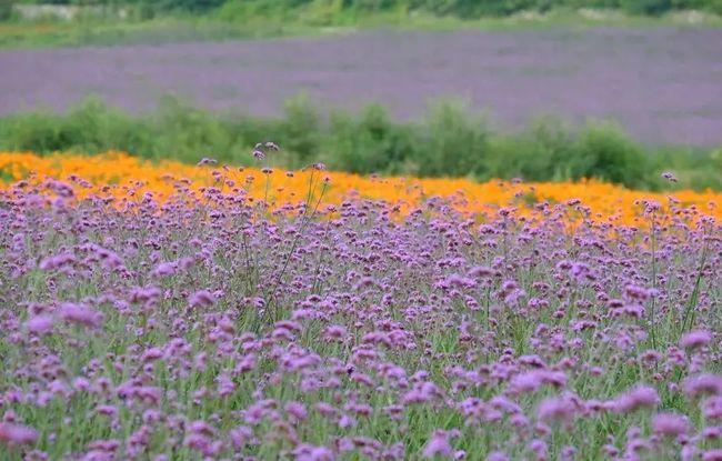 这个浪漫如普罗旺斯的花海,就在咱北京!