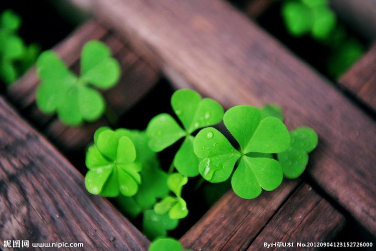 幸运的三叶草图片