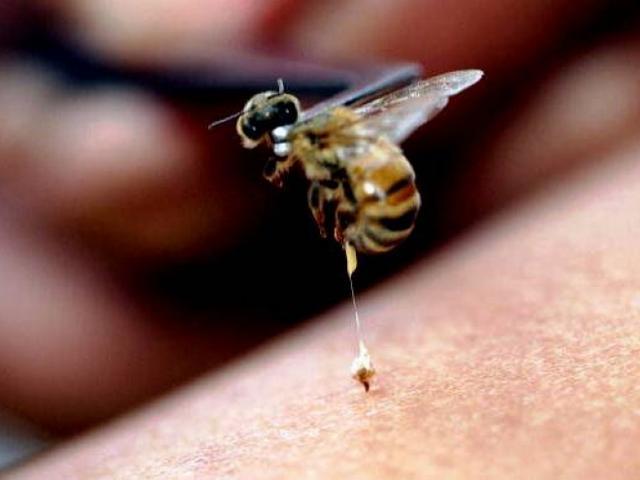 辟谣猫咪身上被蜜蜂蛰了一个包快用手或镊子取出蜂刺