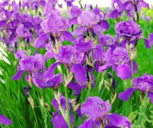 德国鸢尾的养殖方法,养殖德国鸢尾的注意事项