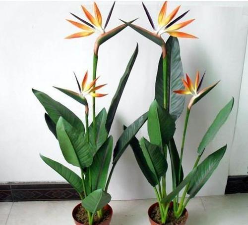 大客厅里养了一盆天堂鸟良好的养殖方法花都要飞起来了