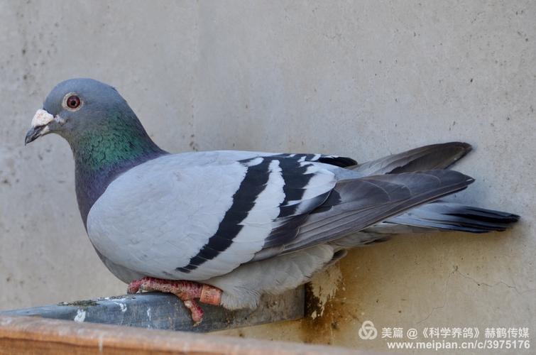天津领军人物徐俊杰 "十年磨一剑" 俊杰鸽舍庞大的种鸽阵容,再现辉煌!