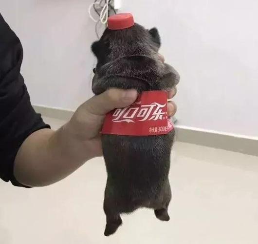 有人不服,你喝的是百事可乐?   悲痛地告诉你:没用的!