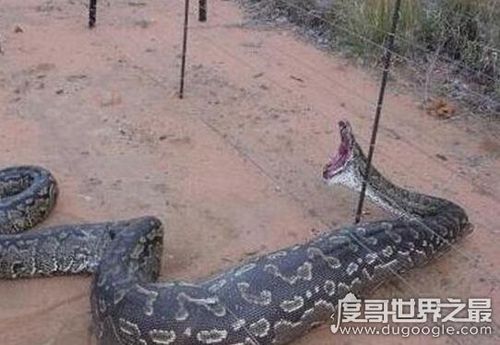 广西桂平挖蛇事件,挖出16米巨蛇吓死过人纯属谣言(2)