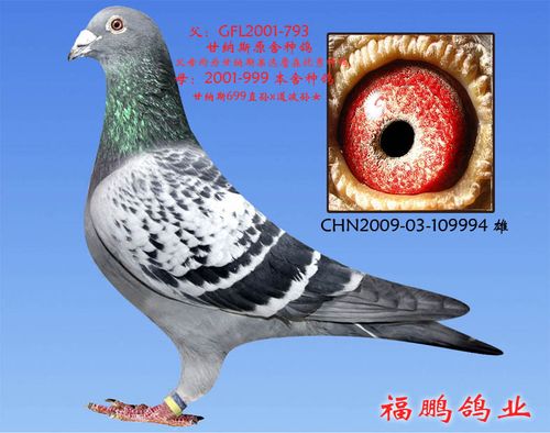 精品甘纳斯种鸽2 保证金级拍卖