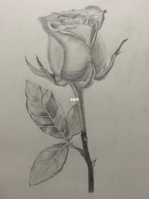 素描玫瑰花_玫瑰花_素描_绘画_绘画日常_人文_绘画
