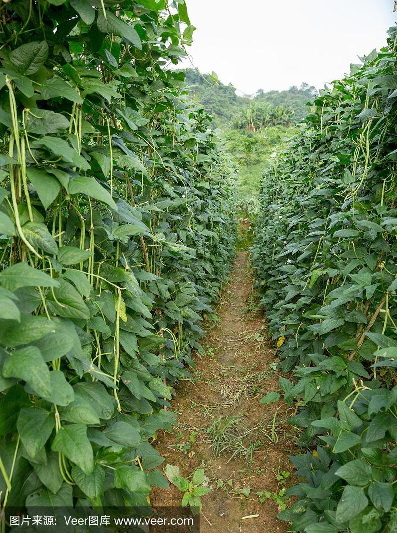 腰豆,菜园,植物群,农业,蔬菜