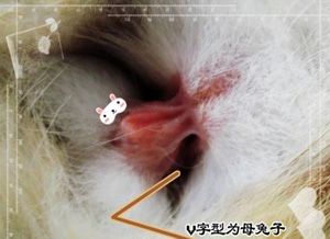 图片详解:教你如何分辨公母兔