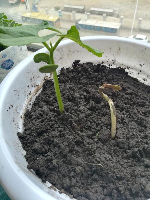 豆角的成长日记 延兴小学 四年四班 李欣燃