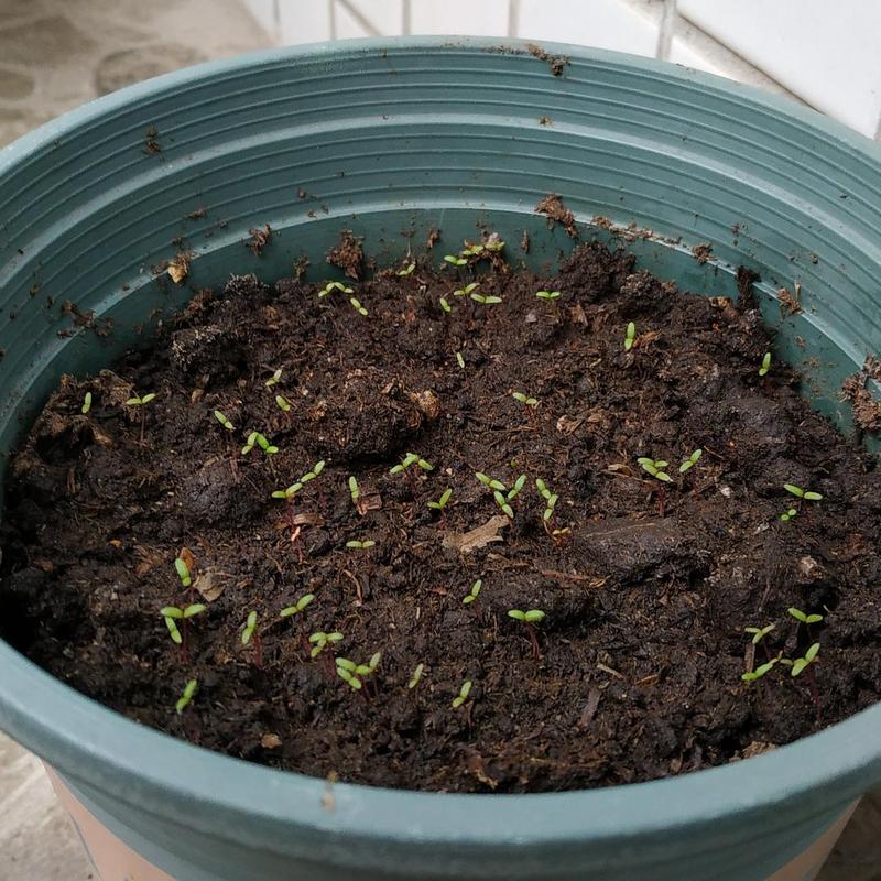 太阳花种植日记