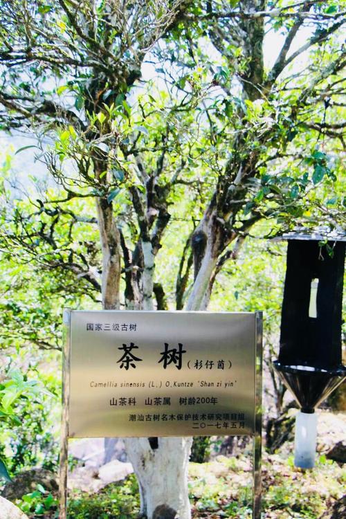 2018寻茶之旅～潮州凤凰山单枞